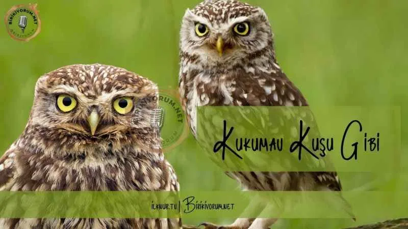 Kukumav Kuşu Gibi…