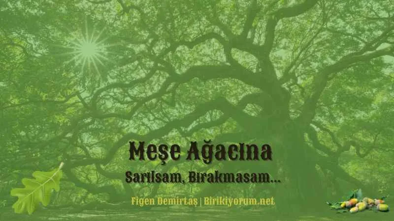 Meşe Ağacına Sarılsam, Bırakmasam…