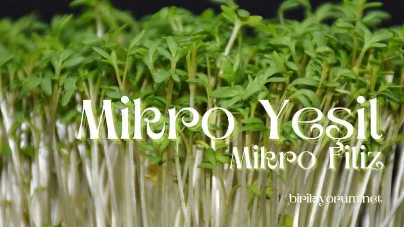 Mikro Yeşil – Mikro Filiz – Saksı Tarımından Gelen Makro Sağlık