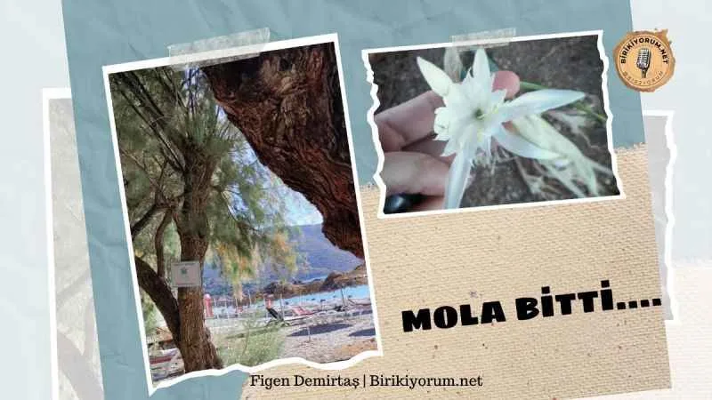 Mola bitti