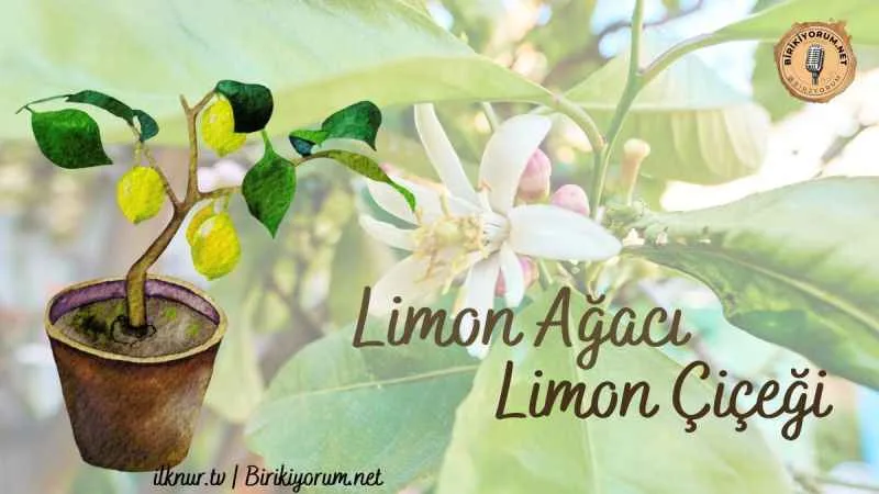 Limon Ağacı, Limon Çiçeği